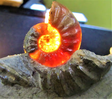 Load image into Gallery viewer, Glowing <em>Asteroceras obtusum</em> display ammonite (38 mm)
