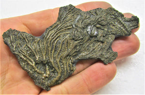 Crinoid fossil head (95 mm)