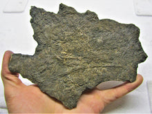 Load image into Gallery viewer, Large detailed crinoid fossil (180 mm)