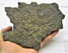 Load image into Gallery viewer, Large detailed crinoid fossil (180 mm)