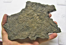 Load image into Gallery viewer, Large detailed crinoid fossil (180 mm)
