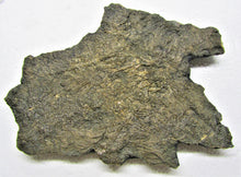 Load image into Gallery viewer, Large detailed crinoid fossil (180 mm)