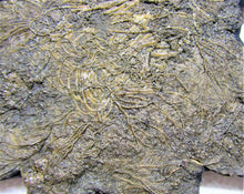Load image into Gallery viewer, Large detailed crinoid fossil (180 mm)