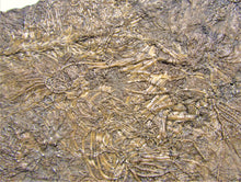 Load image into Gallery viewer, Large detailed crinoid fossil (180 mm)