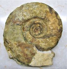 Load image into Gallery viewer, Large Parkinsonia display ammonite (260 mm)