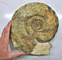 Load image into Gallery viewer, Large Parkinsonia display ammonite (260 mm)