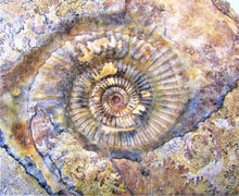Load image into Gallery viewer, Large Parkinsonia display ammonite (260 mm)