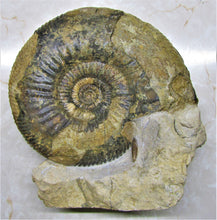 Load image into Gallery viewer, Large Parkinsonia display ammonite (260 mm)