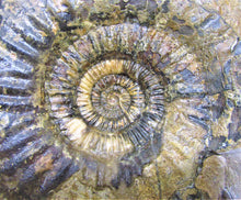 Load image into Gallery viewer, Large Parkinsonia display ammonite (260 mm)