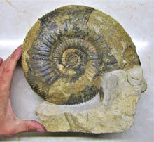 Load image into Gallery viewer, Large Parkinsonia display ammonite (260 mm)