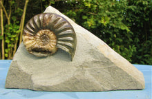 Load image into Gallery viewer, Unusual Asteroceras obtusum display ammonite (61 mm)