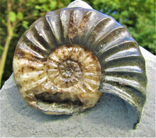 Load image into Gallery viewer, Unusual Asteroceras obtusum display ammonite (61 mm)