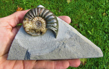 Load image into Gallery viewer, Unusual Asteroceras obtusum display ammonite (61 mm)