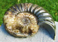 Load image into Gallery viewer, Unusual Asteroceras obtusum display ammonite (61 mm)