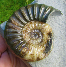 Load image into Gallery viewer, Unusual Asteroceras obtusum display ammonite (61 mm)