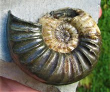 Load image into Gallery viewer, Unusual Asteroceras obtusum display ammonite (61 mm)