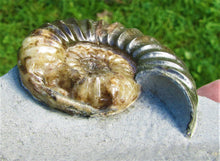 Load image into Gallery viewer, Unusual Asteroceras obtusum display ammonite (61 mm)