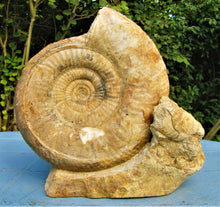 Load image into Gallery viewer, Large high-quality Leptosphinctes display ammonite (210 mm)