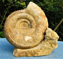 Load image into Gallery viewer, Large high-quality Leptosphinctes display ammonite (210 mm)