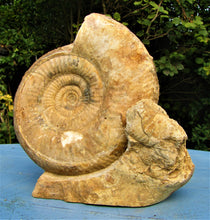 Load image into Gallery viewer, Large high-quality Leptosphinctes display ammonite (210 mm)