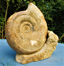 Load image into Gallery viewer, Large high-quality Leptosphinctes display ammonite (210 mm)