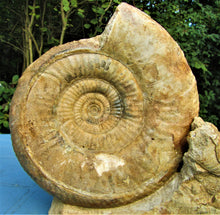 Load image into Gallery viewer, Large high-quality Leptosphinctes display ammonite (210 mm)