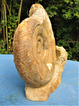 Load image into Gallery viewer, Large high-quality Leptosphinctes display ammonite (210 mm)