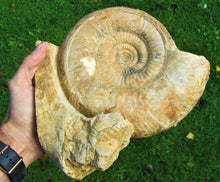 Load image into Gallery viewer, Large high-quality Leptosphinctes display ammonite (210 mm)