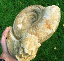 Load image into Gallery viewer, Large high-quality Leptosphinctes display ammonite (210 mm)