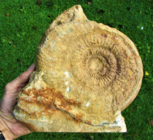 Load image into Gallery viewer, Large high-quality Leptosphinctes display ammonite (210 mm)