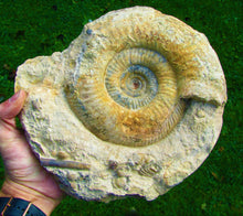 Load image into Gallery viewer, Large Leptosphinctes ammonite (255 mm)