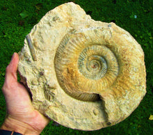 Load image into Gallery viewer, Large Leptosphinctes ammonite (255 mm)