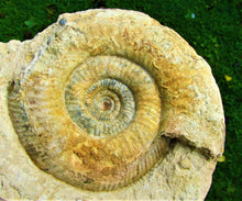 Load image into Gallery viewer, Large Leptosphinctes ammonite (255 mm)