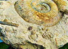 Load image into Gallery viewer, Large Leptosphinctes ammonite (255 mm)