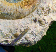 Load image into Gallery viewer, Large Leptosphinctes ammonite (255 mm)