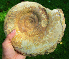 Load image into Gallery viewer, Large Leptosphinctes ammonite (255 mm)