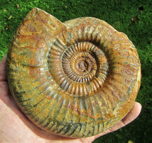 Load image into Gallery viewer, Matrix-free Leptosphinctes ammonite (160 mm)