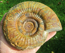 Load image into Gallery viewer, Matrix-free Leptosphinctes ammonite (160 mm)