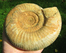 Load image into Gallery viewer, Matrix-free Leptosphinctes ammonite (160 mm)