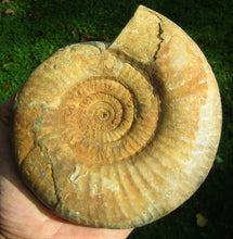 Load image into Gallery viewer, Matrix-free Leptosphinctes ammonite (160 mm)