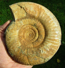 Load image into Gallery viewer, Matrix-free Leptosphinctes ammonite (160 mm)