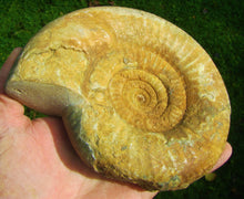 Load image into Gallery viewer, Matrix-free Leptosphinctes ammonite (160 mm)