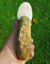 Load image into Gallery viewer, Matrix-free Leptosphinctes ammonite (160 mm)