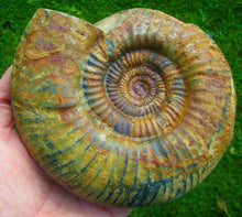 Load image into Gallery viewer, Matrix-free Leptosphinctes ammonite (160 mm)