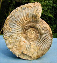 Load image into Gallery viewer, <em>Parkinsonia rarecostata</em> ammonite display fossil