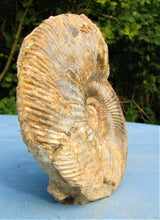 Load image into Gallery viewer, <em>Parkinsonia rarecostata</em> ammonite display fossil