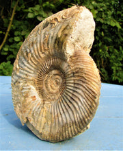 Load image into Gallery viewer, <em>Parkinsonia rarecostata</em> ammonite display fossil