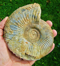 Load image into Gallery viewer, <em>Parkinsonia rarecostata</em> ammonite display fossil