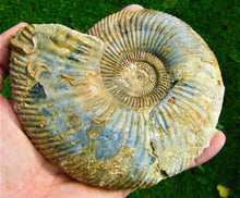 Load image into Gallery viewer, <em>Parkinsonia rarecostata</em> ammonite display fossil