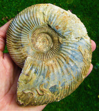 Load image into Gallery viewer, <em>Parkinsonia rarecostata</em> ammonite display fossil